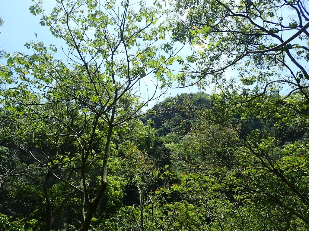 P4161457.JPG - 霧峰  青桐林生態園區