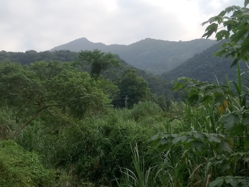 DSC_4140.JPG - 魚池  大尖山  鹽土坑林道