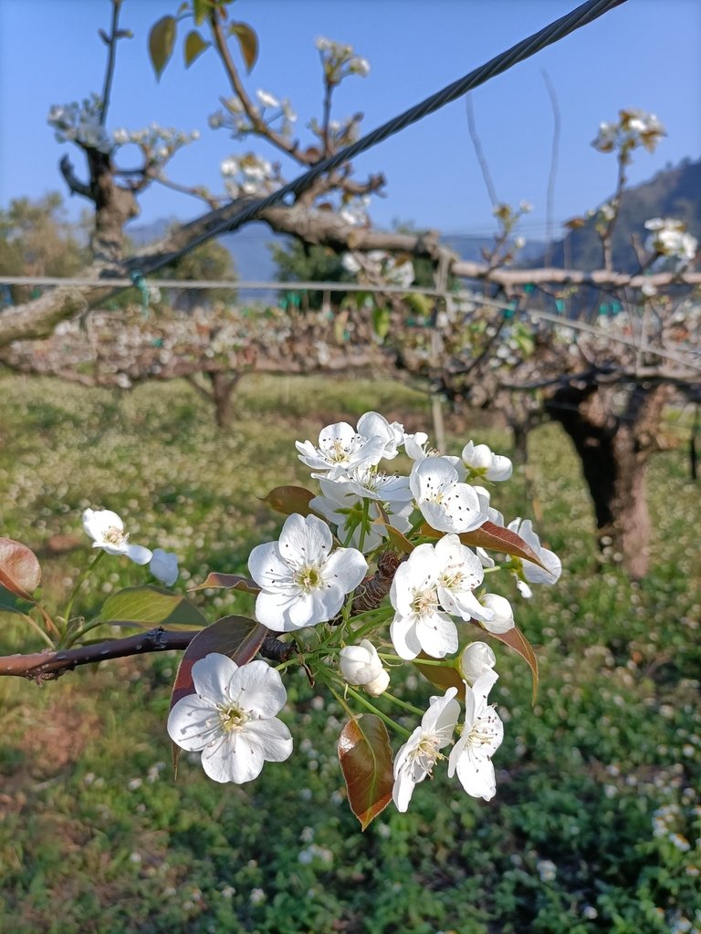 IMG20210221154511.jpg - 東勢  燥坑  高接梨果園之美