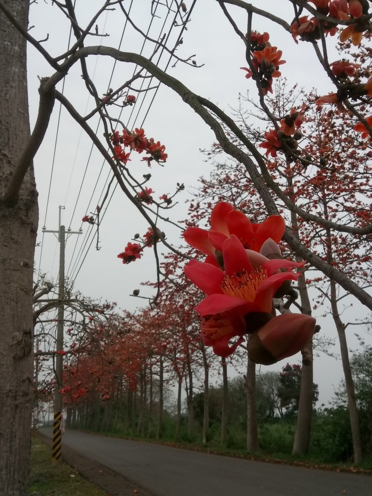 DSC_8251.JPG - 埤頭  東螺溪  木棉花