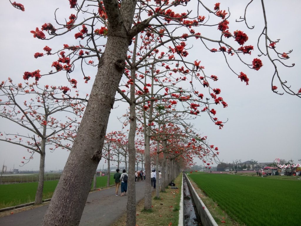 DSC_8453.JPG - 白河  林初埤  木棉花