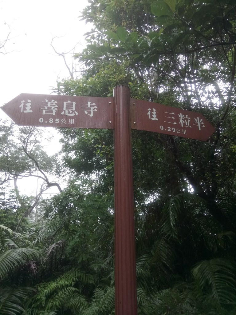 DSC_1721.JPG - 土城  天上山  登山步道