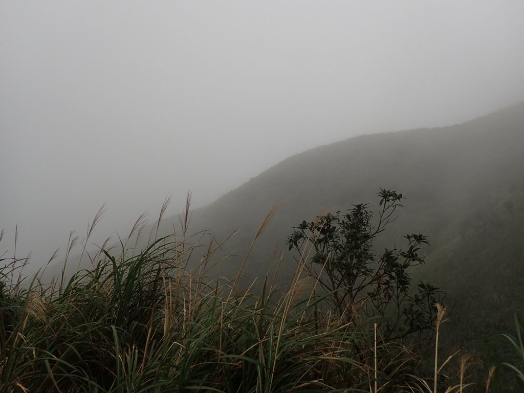 P1203516.JPG - 瑞芳  牡丹山