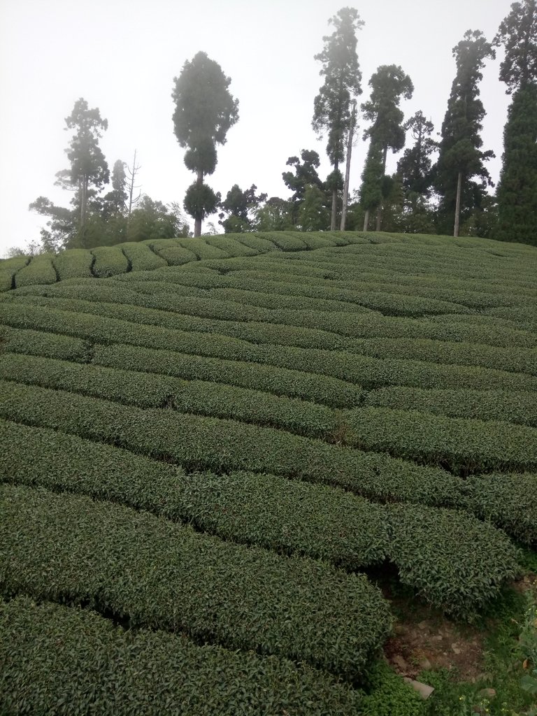 DSC_1506.JPG - 阿里山  頂石卓茶園之美