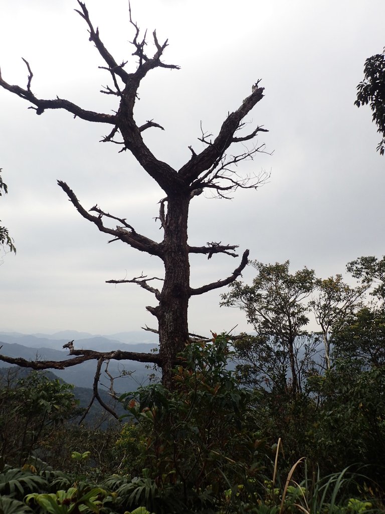 P3170398.JPG - 坪林  鬼子賴尖山