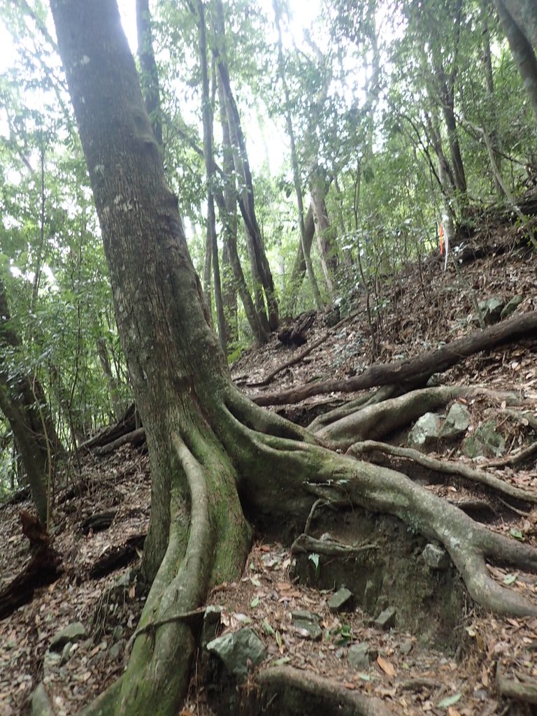 P3167319.JPG - 谷關七雄之  屋我尾山