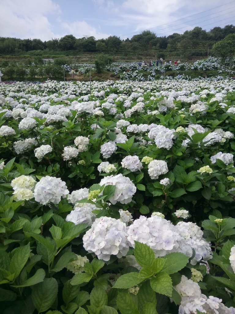 DSC_9301.JPG - 萬里  高家繡球花田