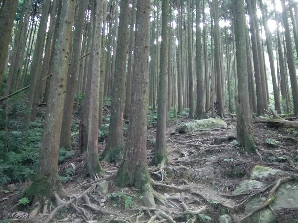 DSC_3581.JPG - 南庄  大坪林道  杜鵑嶺