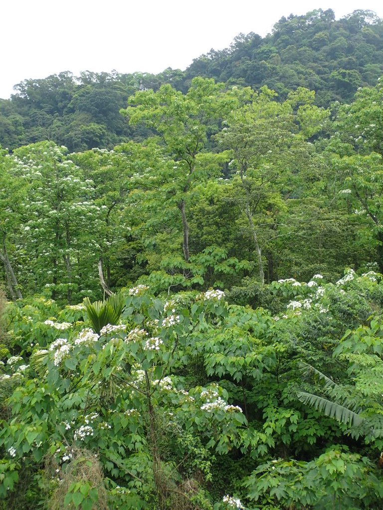 P4191933.JPG - 南庄  細湖頂  桐花山林