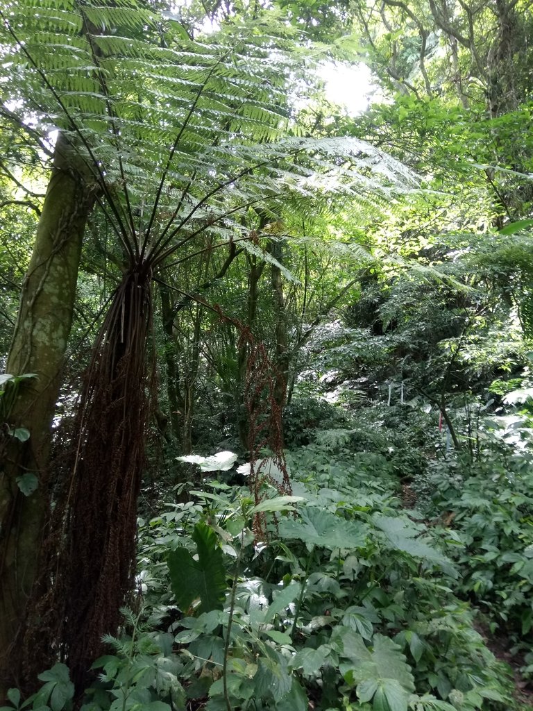 DSC_2979.JPG - 大溪  金面山登山步道