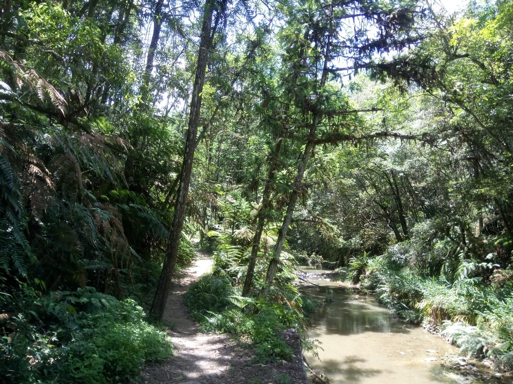 DSC_2628.JPG - 魚池  澀水森林步道  水上瀑布