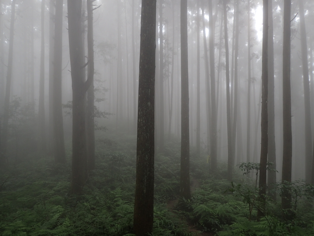 P9250220.JPG - 南庄  向天湖之  迷霧森林