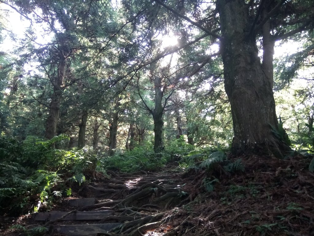 DSC_5196.JPG - 台中和平  長壽山登山步道  (上)