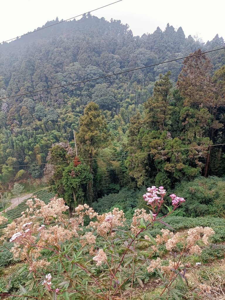 IMG20210205141708.jpg - 竹山  留龍頭  茶園風光