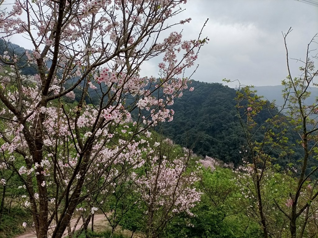 IMG20210226131545.jpg - 三峽  熊空  大熊櫻花林