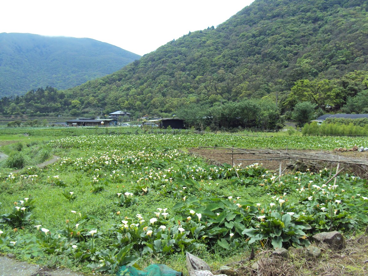 DSC05239.JPG - 竹子湖海芋步道