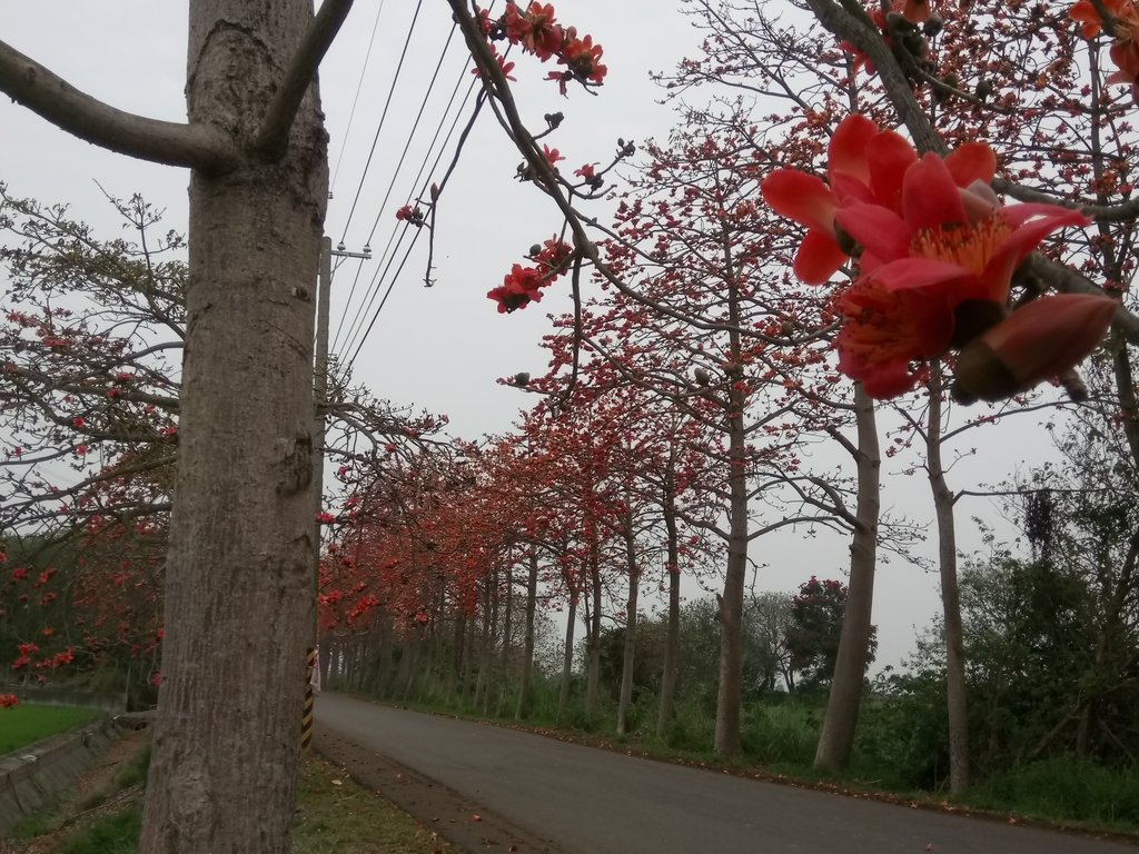 DSC_8253.JPG - 埤頭  東螺溪  木棉花