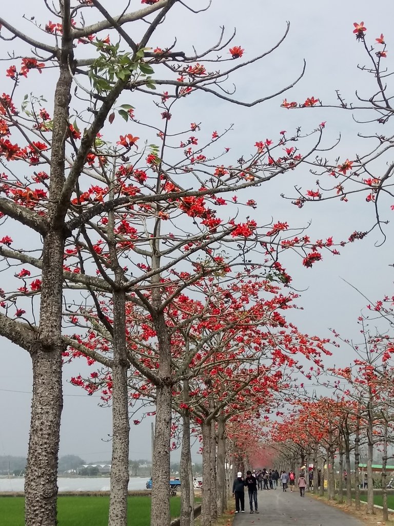 DSC_8464.JPG - 白河  林初埤  木棉花