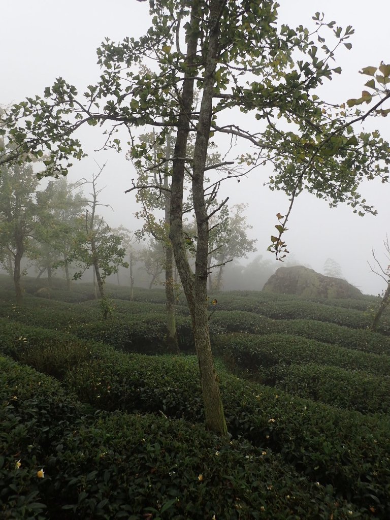 PA171092.JPG - 鹿谷  大崙山  霧中茶園之美(02)