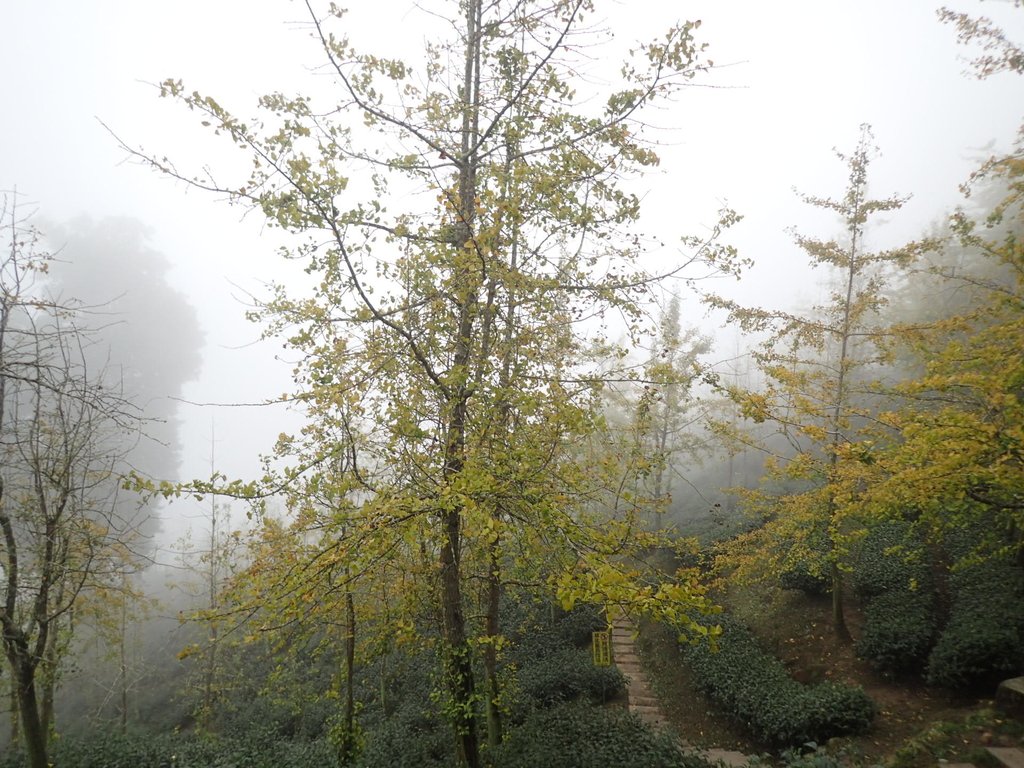 PA171133.JPG - 鹿谷  銀杏森林步道