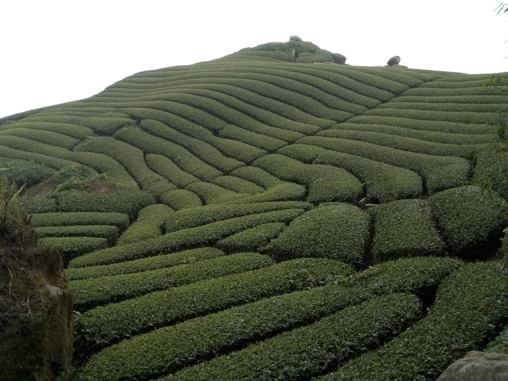 DSC_1421.JPG - 阿里山  隙頂茶園之美