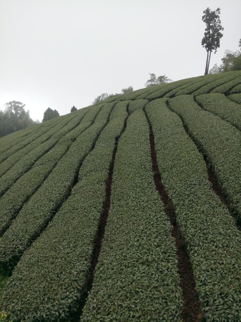 DSC_1511.JPG - 阿里山  頂石卓茶園之美