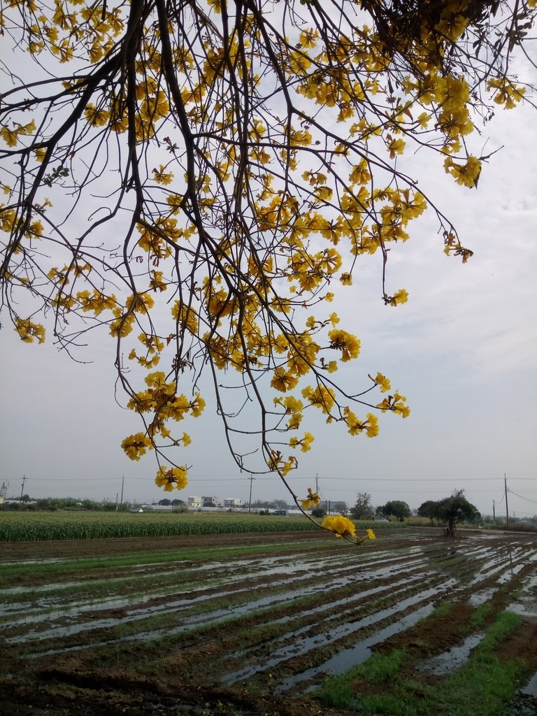 DSC_8509.JPG - 朴子溪畔  黃花風鈴木