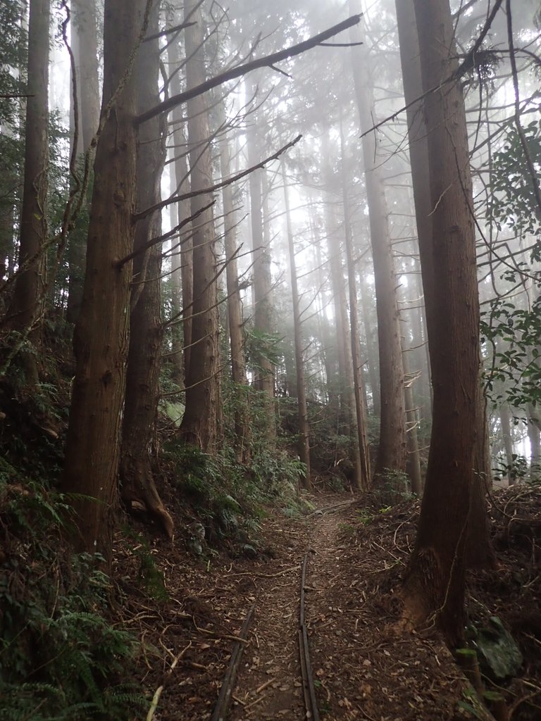 P2034980.JPG - 南庄  加里山  森林鐵道