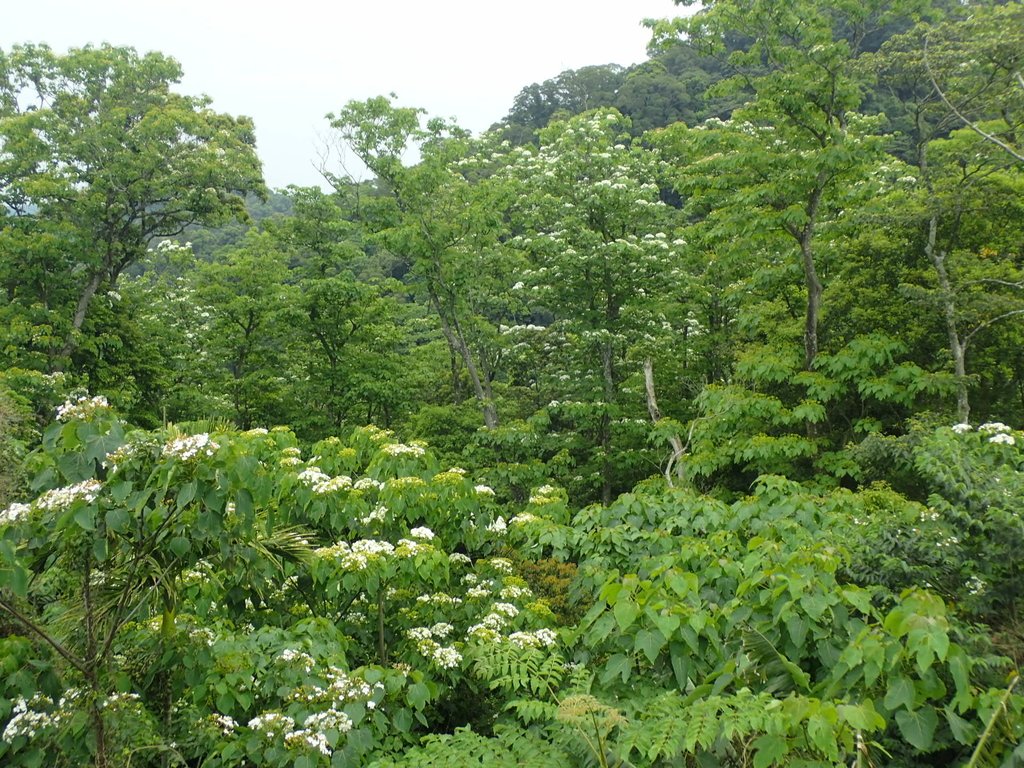 P4191936.JPG - 南庄  細湖頂  桐花山林