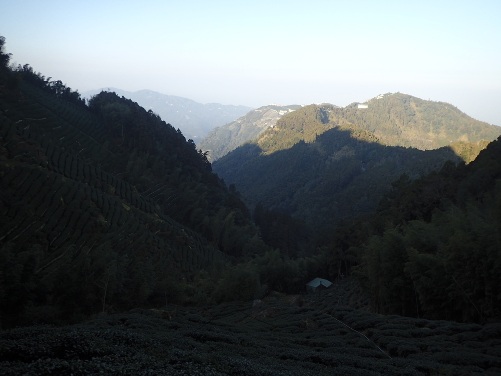 P2056620.JPG - 竹山  留龍頭  茶園風光