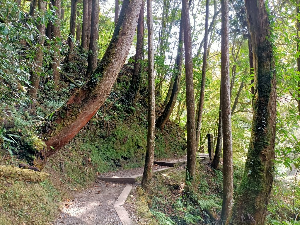 IMG20210205121128.jpg - 竹山  杉林溪森林遊樂園  路過