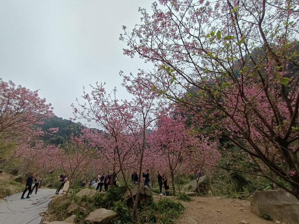 IMG20210226143028.jpg - 三峽  熊空  大熊櫻花林