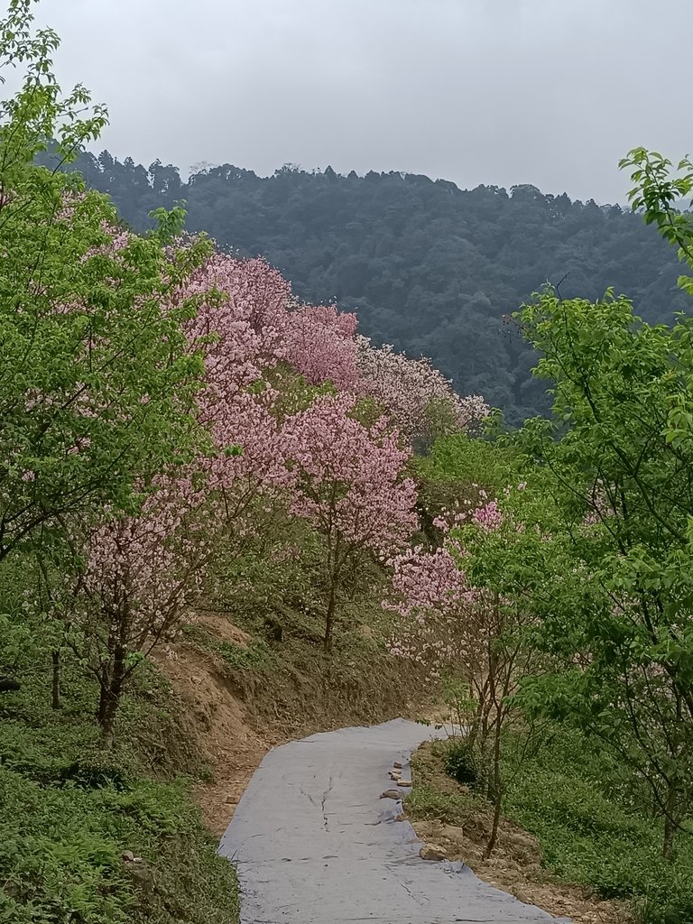 IMG20210226131859.jpg - 三峽  熊空  大熊櫻花林