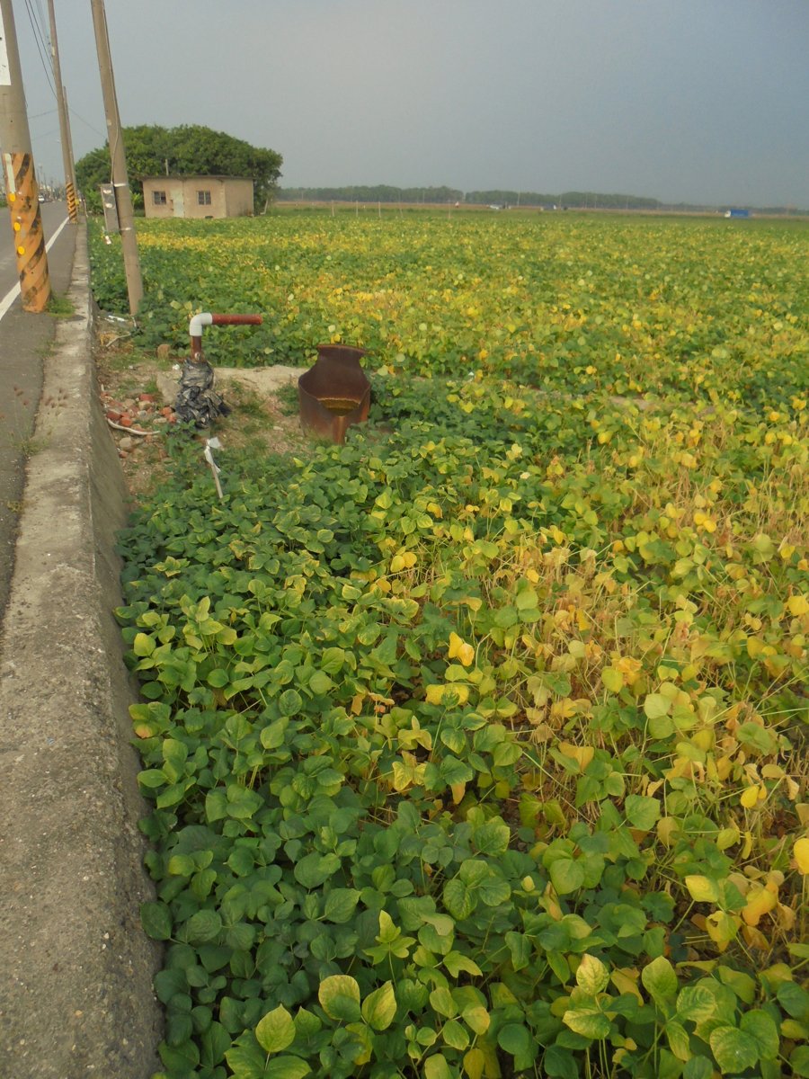 DSC00536.JPG - 萬丹  紅豆田園