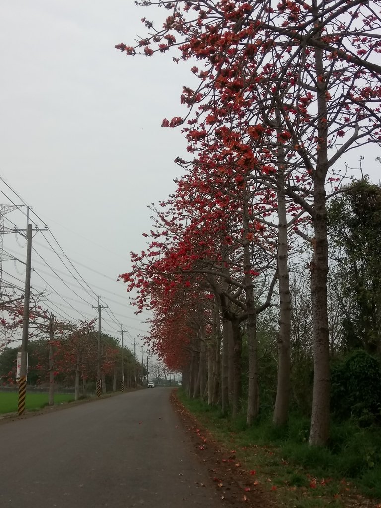 DSC_8259.JPG - 埤頭  東螺溪  木棉花