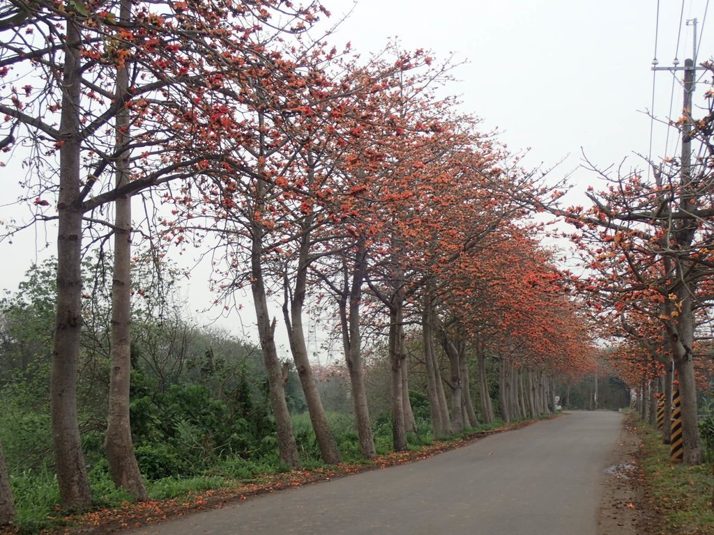 P3066392.JPG - 埤頭  東螺溪  木棉花