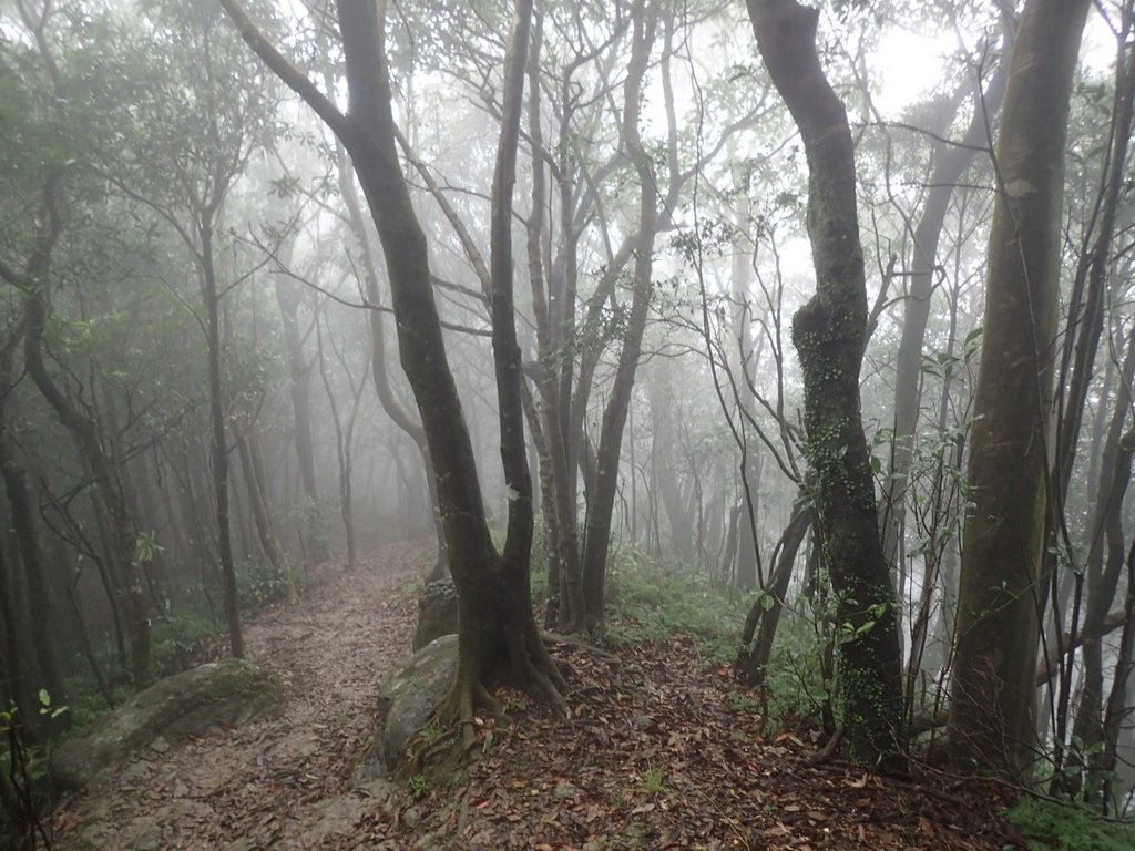 P1132825.JPG - 新店  獅子頭山隘勇線  02