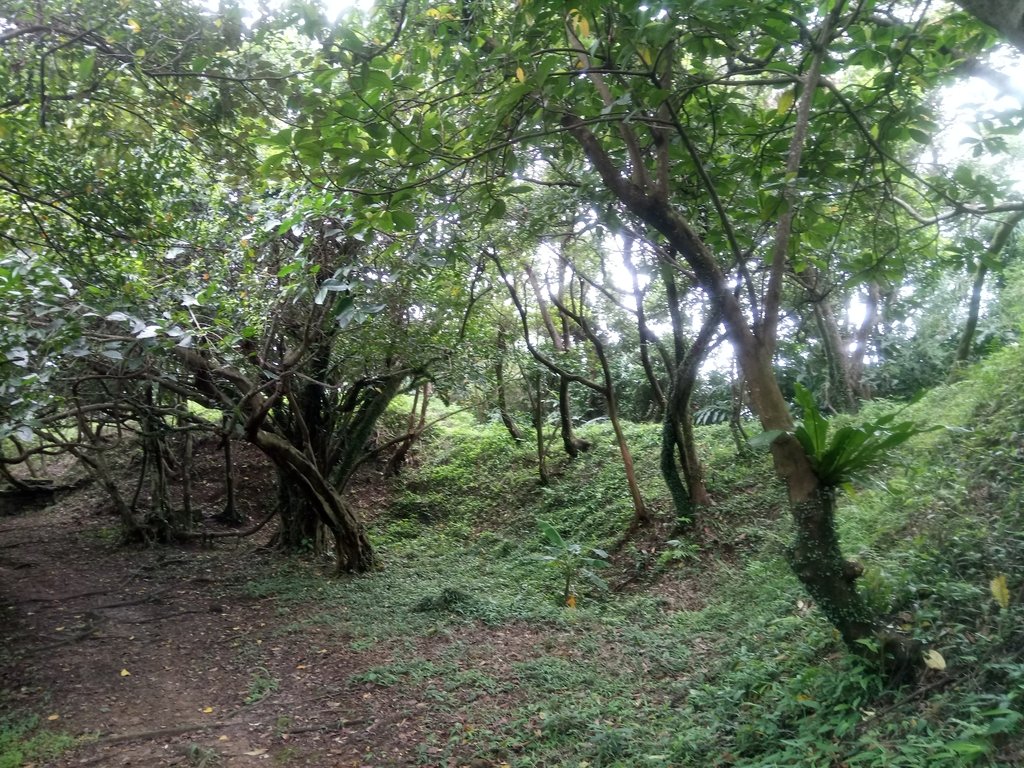 DSC_9330.JPG - 基隆  五坑山  總督嶺步道