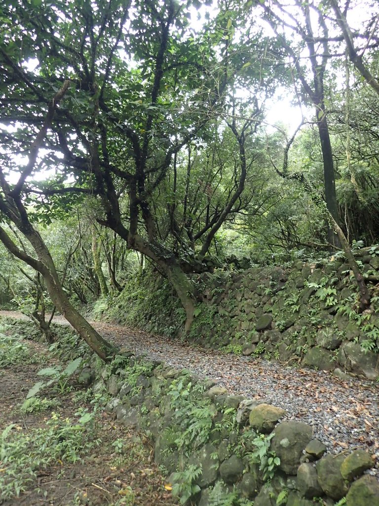 P1274446.JPG - 瑞芳  燦光寮古道初探