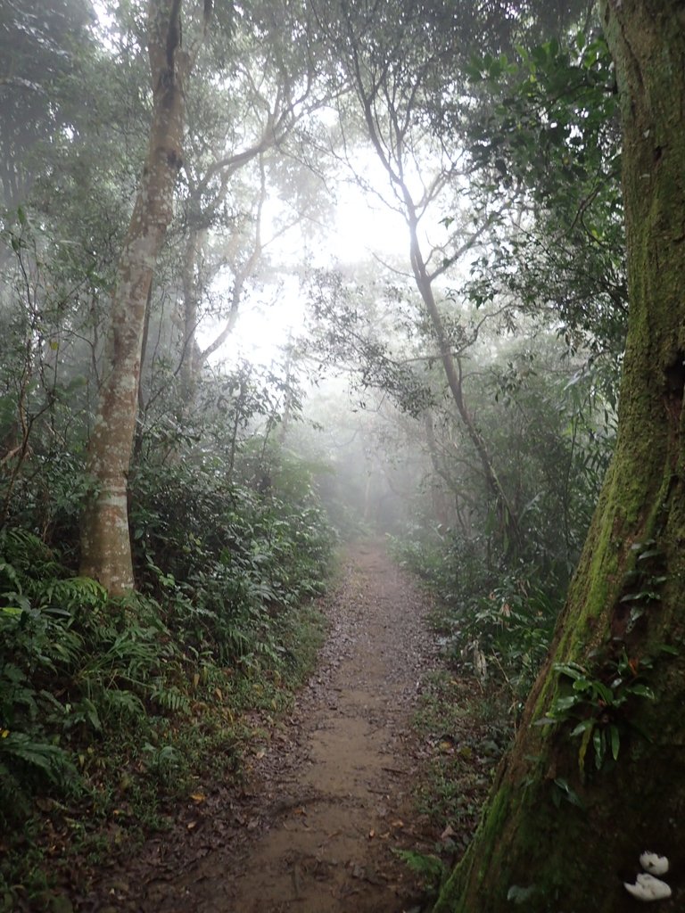 P2107533.JPG - 大溪  溪洲山登山步道