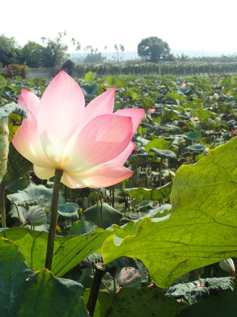 P8045071.JPG - 中埔  義仁村  蓮花池畔