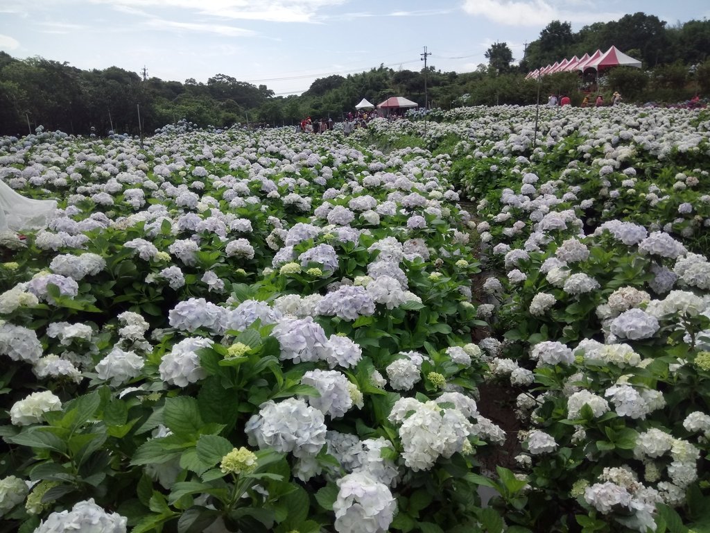 DSC_9307.JPG - 萬里  高家繡球花田