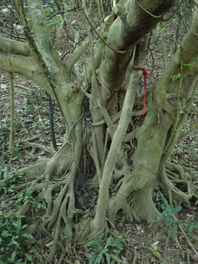 P7072239.JPG - 瑞芳  蚊子坑古道  龍洞稜