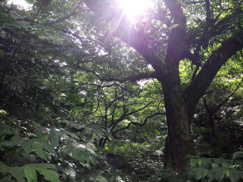 DSC_2982.JPG - 大溪  金面山登山步道