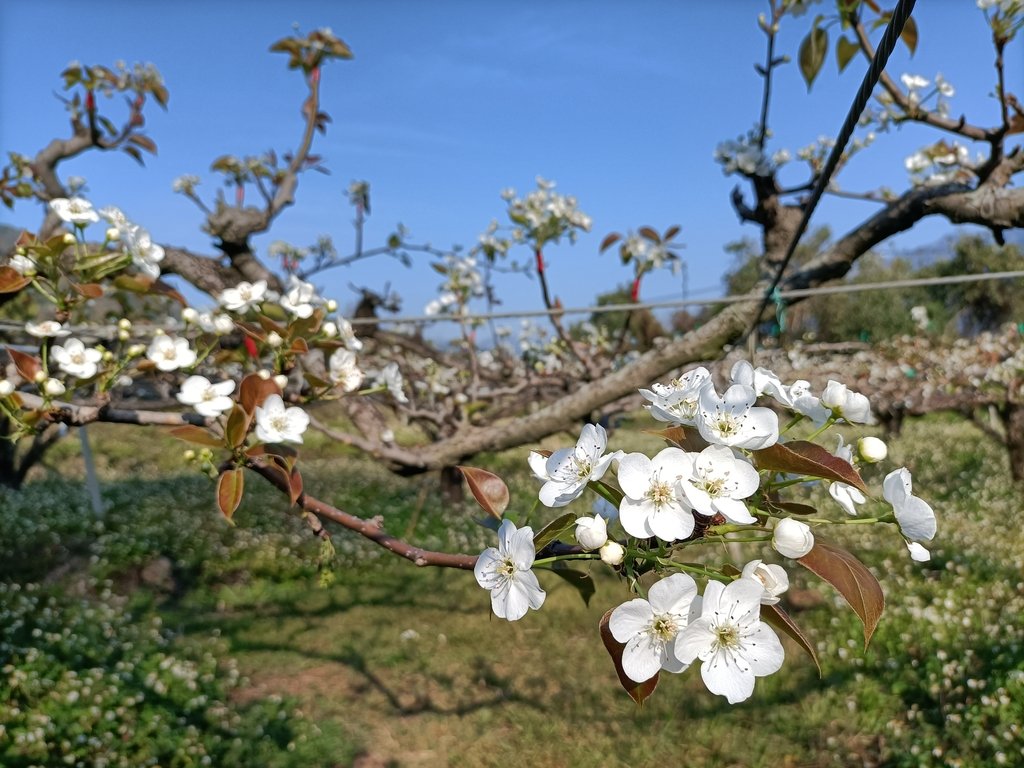 IMG20210221154519.jpg - 東勢  燥坑  高接梨果園之美