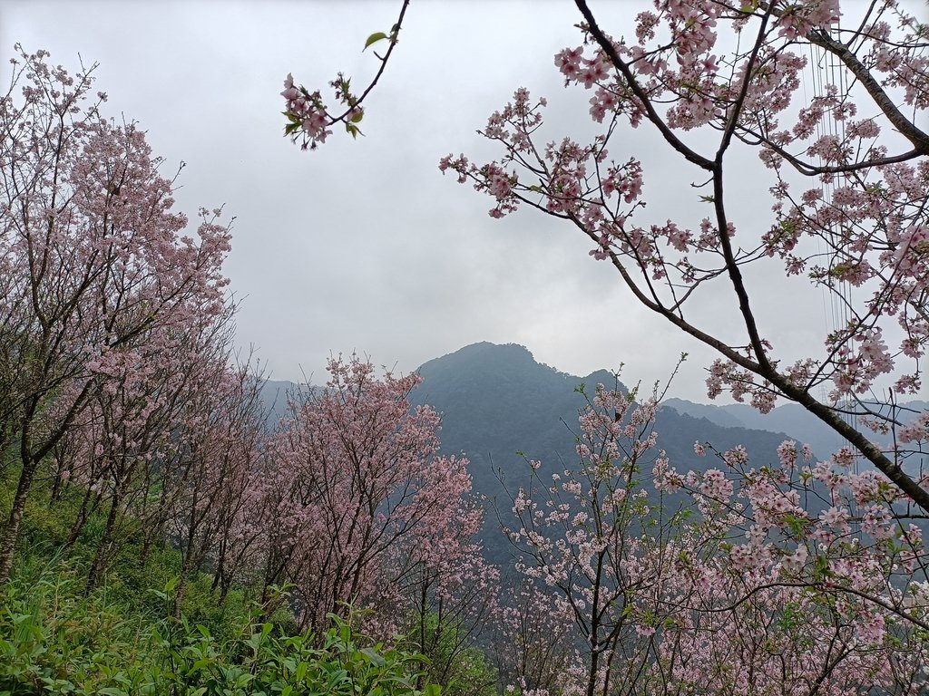 IMG20210226134628.jpg - 三峽  熊空  大熊櫻花林