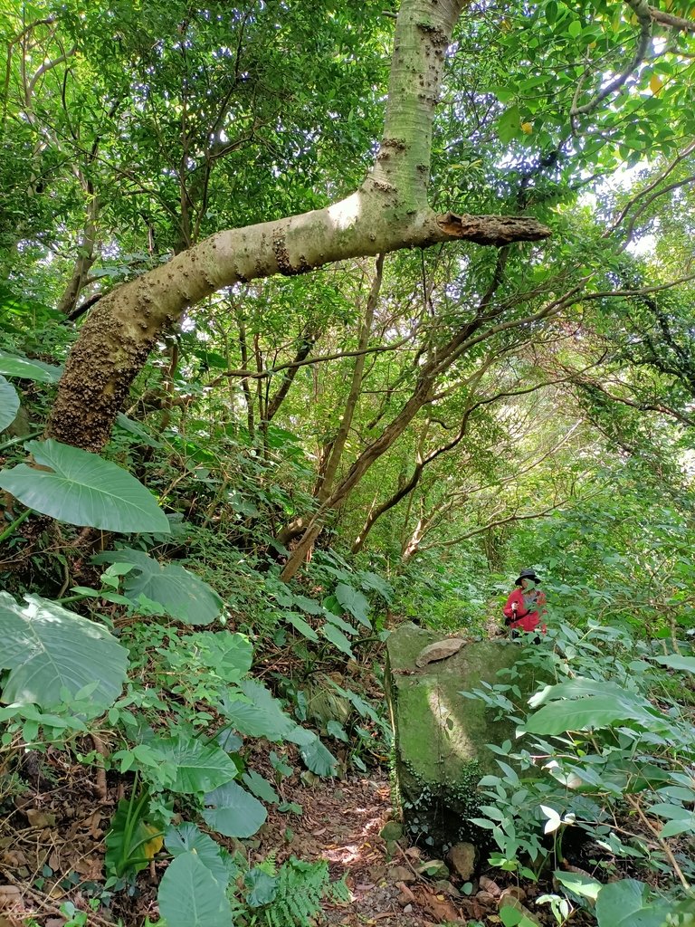 IMG20210430102903.jpg - 瑞芳  雞籠山東峰  (雷霆峰)