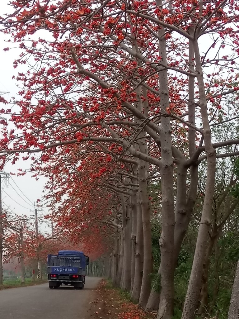 DSC_8280.JPG - 埤頭  東螺溪  木棉花