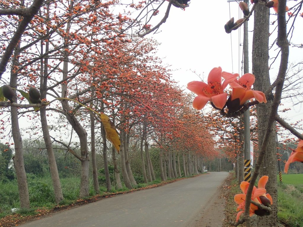 P3066395.JPG - 埤頭  東螺溪  木棉花