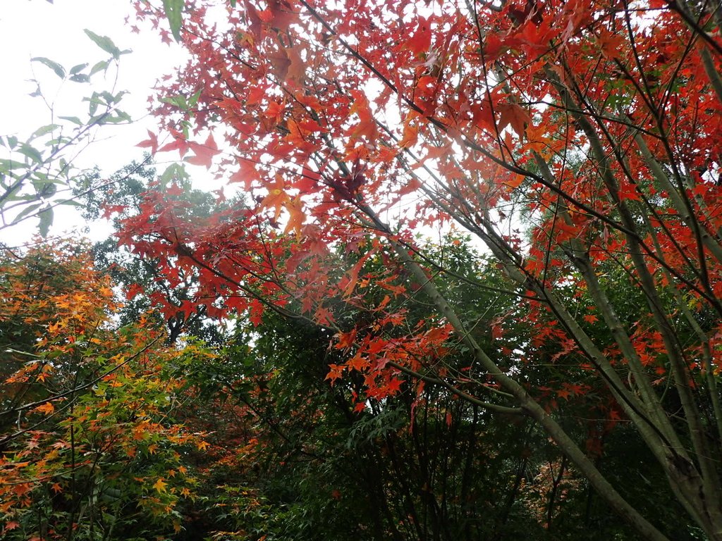 P1062140.JPG - 土城  承天寺  朝山步道